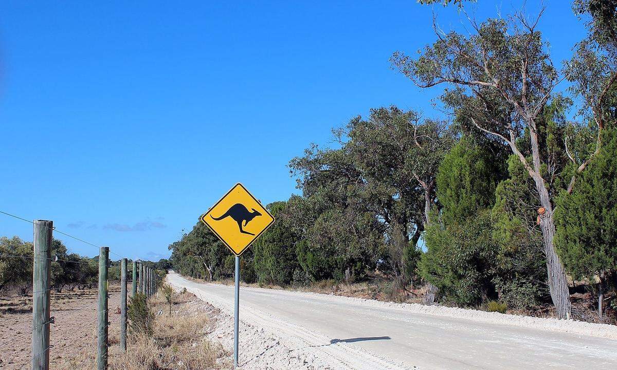 Roadkill-Beseitiger Kängurus, Kaninchen oder Rehe - sie sind nicht von den Straßen wegzuhalten. Man darf keinen sensiblen Magen haben, wenn man die "Roadkills", die bei Unfällen getöteten Tiere entfernt. Roadkill-Beseitiger sind in den USA und in Australien ein eigener Berufsstamm, der die Straßen säubert. Von wirklich allem.