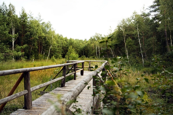 Prügelsteg. Über ihn geht es trockenen Fußes mitten in das Schremser Hochmoor.   