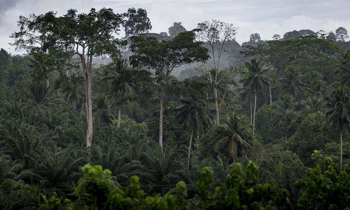 Tropischer Wald, der sukzessive ausgedünnt wird. Ein paar alte Bäume stehen noch. Eine Erinnerung, wie große Landschaften in Westafrika einmals ausgesehen haben. Côte d'Ivoire ist übrigens einer der größten Lieferanten von Kakao und verdient sein Geld vor allem mit Erdöl.