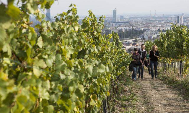 Wahltag-Programm: Der Wiener Weinwandertag führt auf drei Etappen durch die Weinberge und zu den Winzern der Stadt. 
