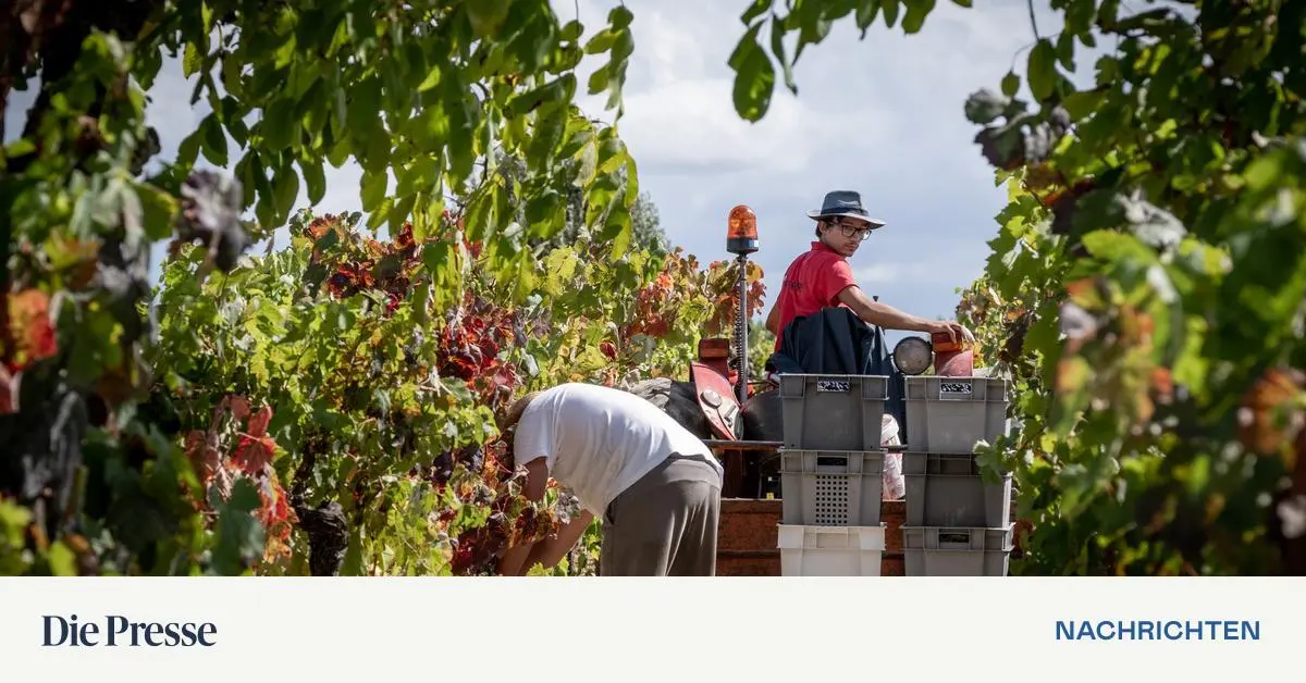 Vinho-Verde-Ein-Hit-aus-dem-Douro-Tal-premium-