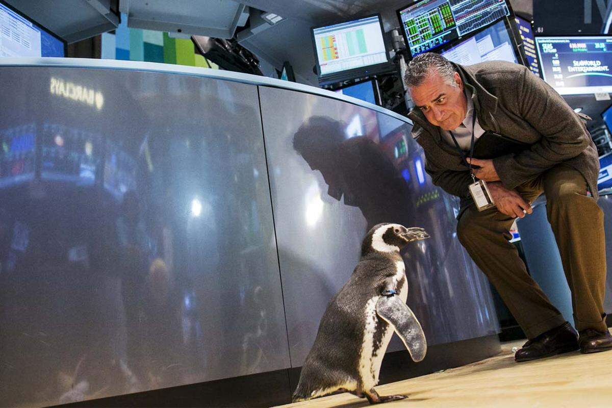 "Pete the Penguin" an der New Yorker Börse. Der Grund für den Besuch: Sea World feierte seinen 50. Geburtstag.