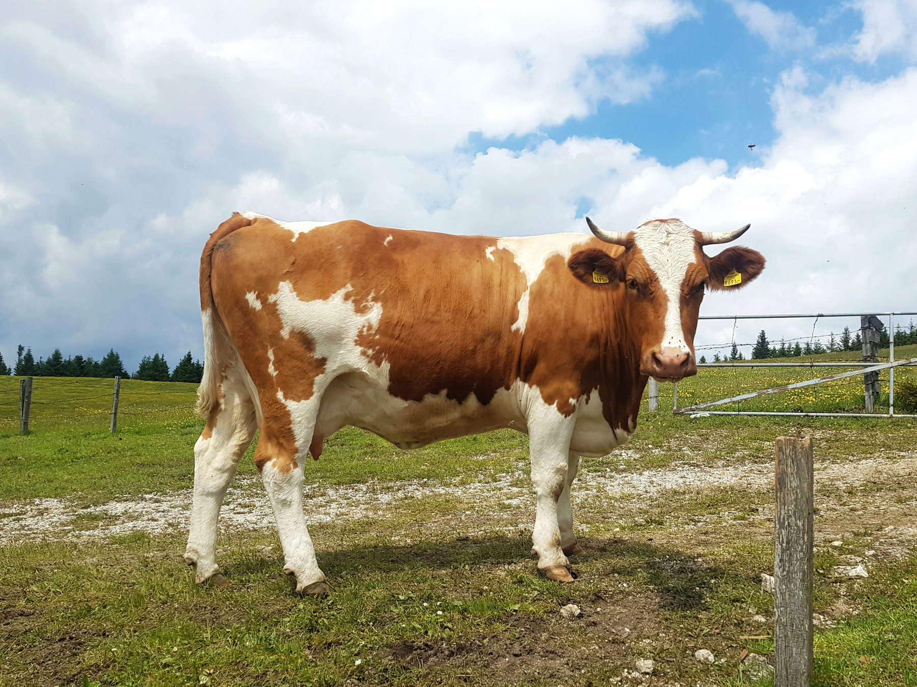 Escaped Cow Sparks Road Closures in Austrian Region