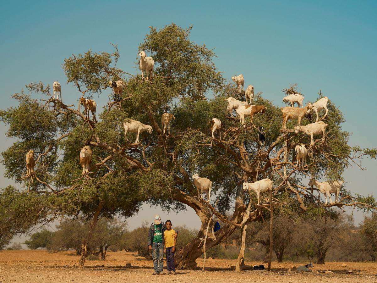 Was wie eine Fotomontage aussehen mag, ist echt. Auf der Suche nach den Beeren des Arganbaums klettern die Ziegen in schwindelerregende Höhen. Das Foto wurde etwas westlich von Marrakesch aufgenommen. Gajan Balan rückte damit in die engere Auswahl der Kategorie "Animal Kingdom".