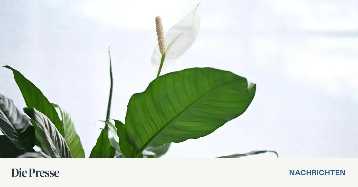 Friedenslilie-Warum-sie-so-pflegeleicht-ist-und-was-sie-braucht-premium-