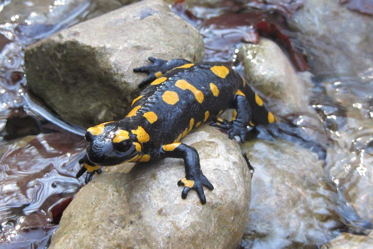 Der hierzulande auch Regen- oder Erdmandl und Gelber Schneider genannte Feuersalamander wurde von der Österreichischen Gesellschaft für Herpetologie zum "Lurch des Jahres" gekürt. Die Rückenzeichnung ist bei jedem Tier individuell, wie der Fingerabdruck bei Menschen. Seinen Feinden wie Füchsen, Hunden und Katzen signalisiert der Lurch damit: "Ich bin giftig." Wie alle heimischen Amphibien ist der Feuersalamander streng geschützt, und er ist in der nationalen Roten Liste als "potenziell gefährdet" eingestuft. Für den Menschen ist ein Kontakt mit dem giftigen Hautsekret harmlos. Sein Name geht auf den Aberglauben zurück, er würde Feuer überleben und sein Gift die Glut löschen.