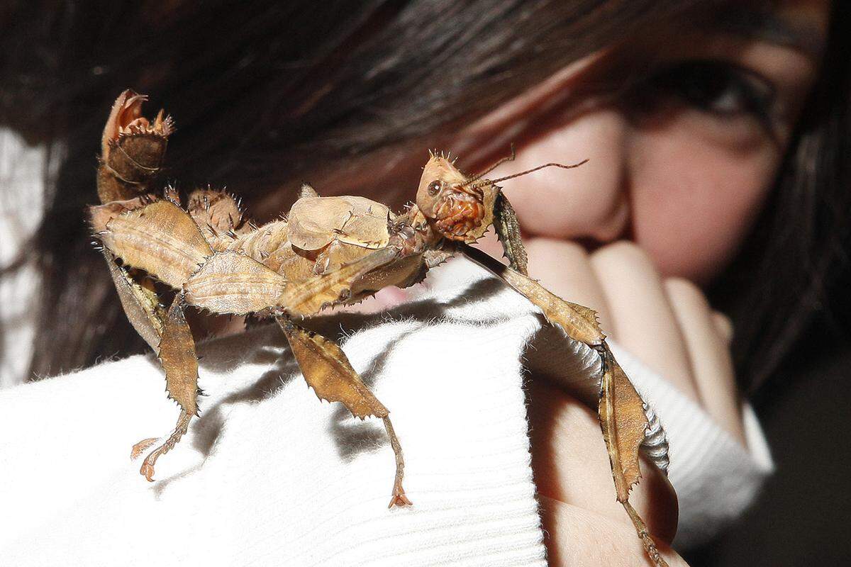 Im Wiener Haus des Meeres kann man derzeit wieder mit den verschiedensten Insekten auf Tuchfühlung gehen (>> Artikel zum Thema).Im Bild: Eine Gespensterschrecke auf der Hand eines Mädchens.