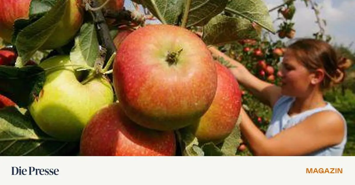 Obstbau-von-morgen-Was-man-k-nftig-pflanzen-soll-premium-