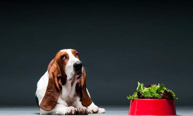 Salat sollte man einem Basset Hound besser nicht verfüttern.