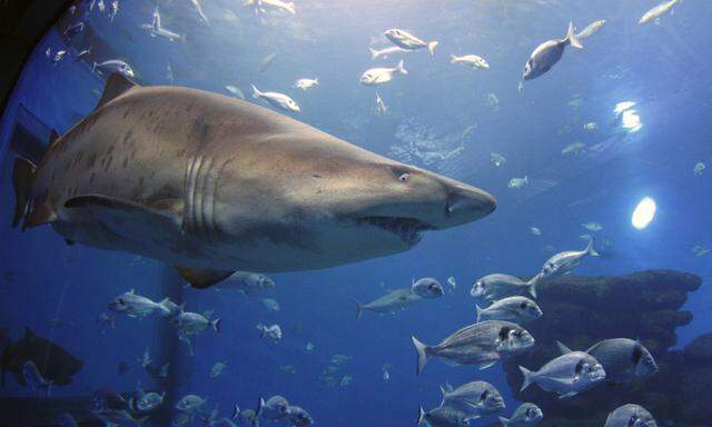 A sand tiger shark and other fish species swim inside a tank in Palma Aquarium in  Mallorca