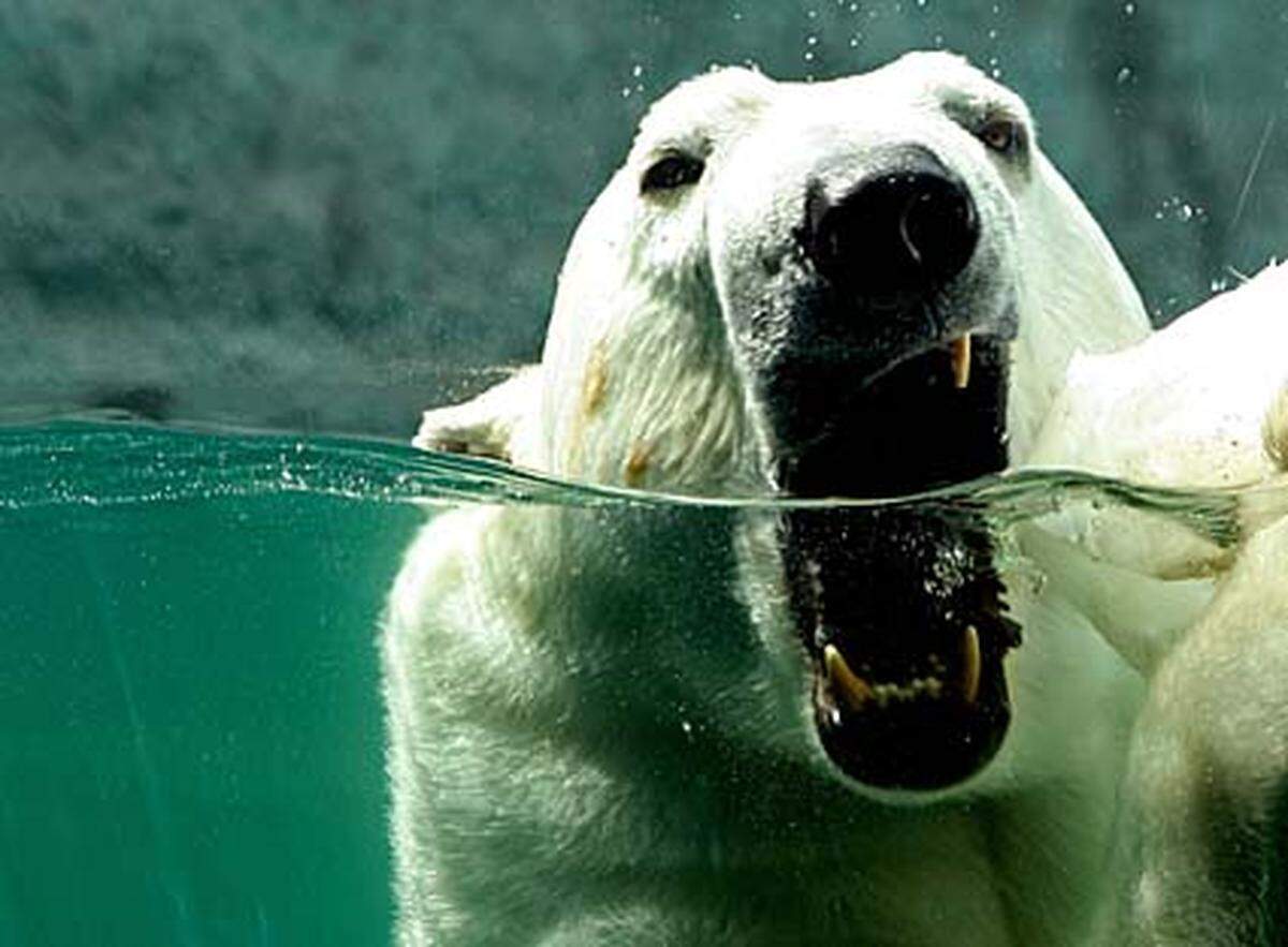 Der Ursus maritimus, der Eisbär, gilt derzeit nur als ungeschützt, die IUCN rechnet aber damit, dass der Bestand von derzeit 20.000 bis 25.000 in den nächsten 45 Jahren um 30 Prozent zurückgehen wird. Das liegt daran, dass ihr Lebensraum - das Nordpolarmeer rund um die Arktis - dahinschmilzt. Die Eisbären sind nach den Kodiakbären die zweitgrößten Raubtiere zu Lande. Natürliche Feinde haben sie - abgesehen vom Menschen - nicht.