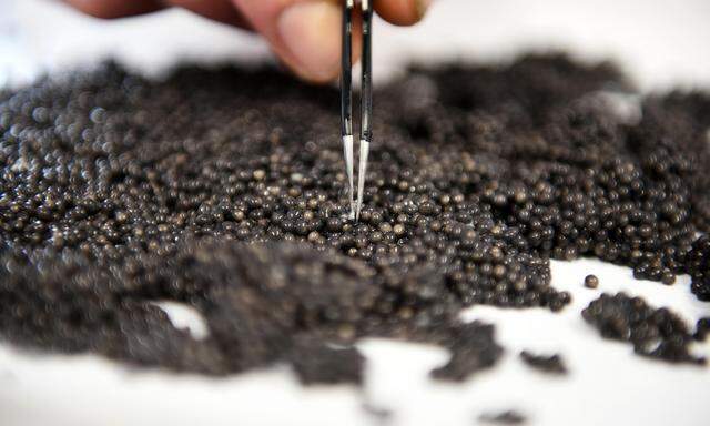 Der Handel mit Kaviar und Stören müsse dringend verbessert werden, um die Zukunft der Bestände zu sichern, so das Fazit einer Studie. 