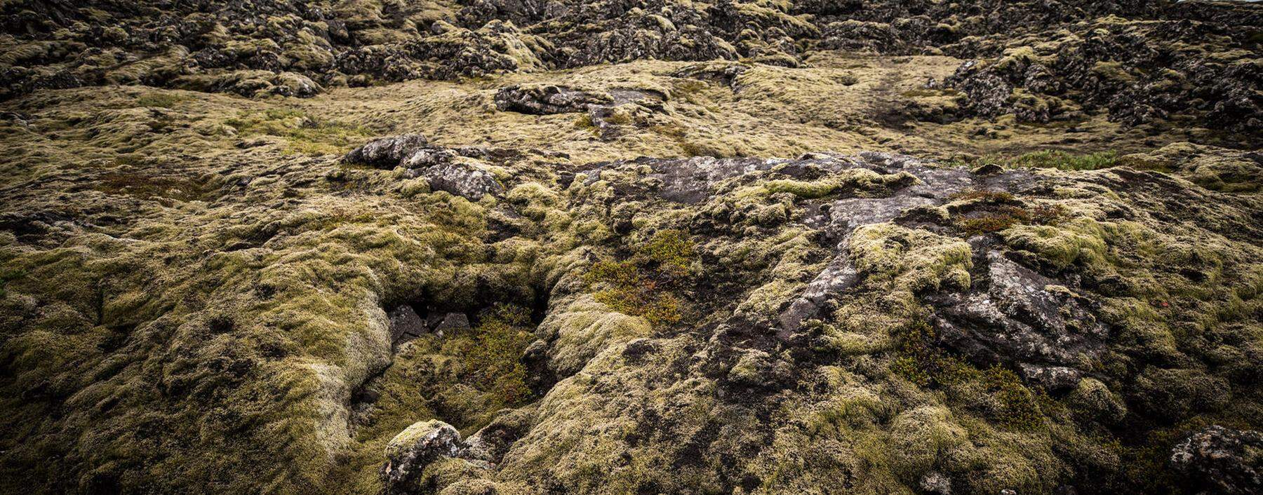 Moos und Lava auf Island