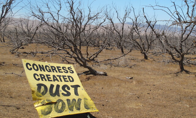 Vertrocknete Obstplantage am Interstate 5 zwischen San Francisco und Fresno. 