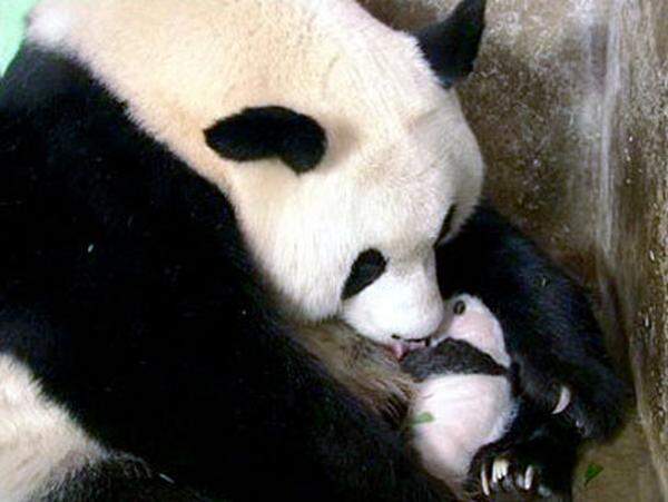 Eine Internetumfrage in Österreich entscheidet, dass das Panda-Baby den chinesischen Namen Fu Long erhalten wird - zu deutsch "glücklicher Drache".