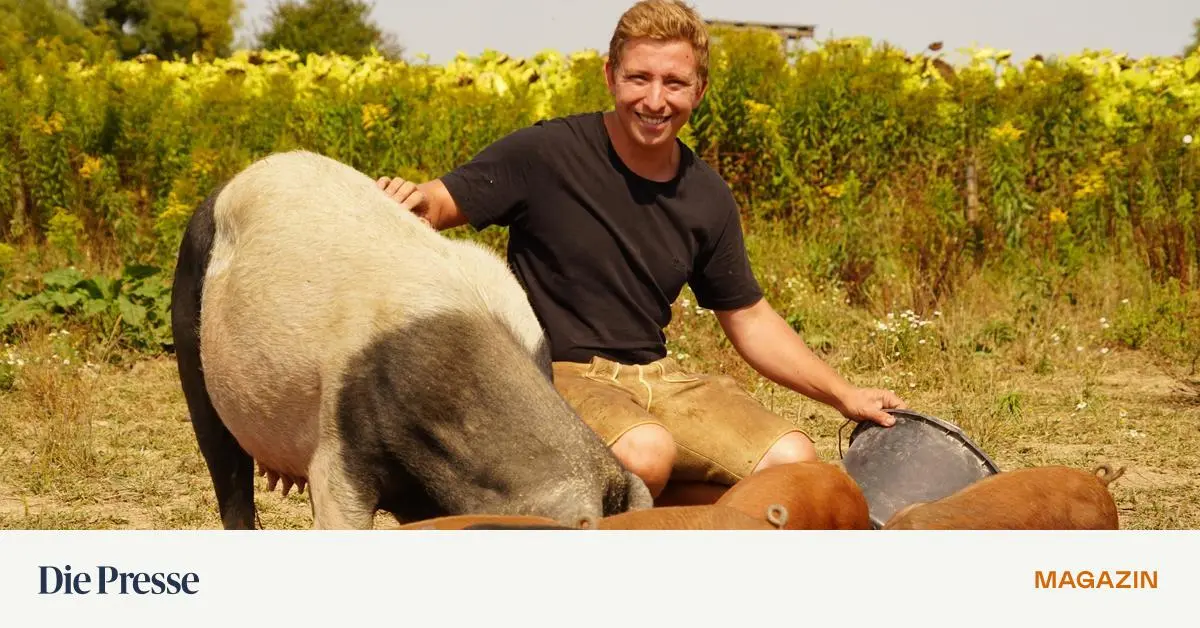 Nach-der-Pleite-von-Labonca-Das-Sonnenschwein-ist-zur-ck-premium-