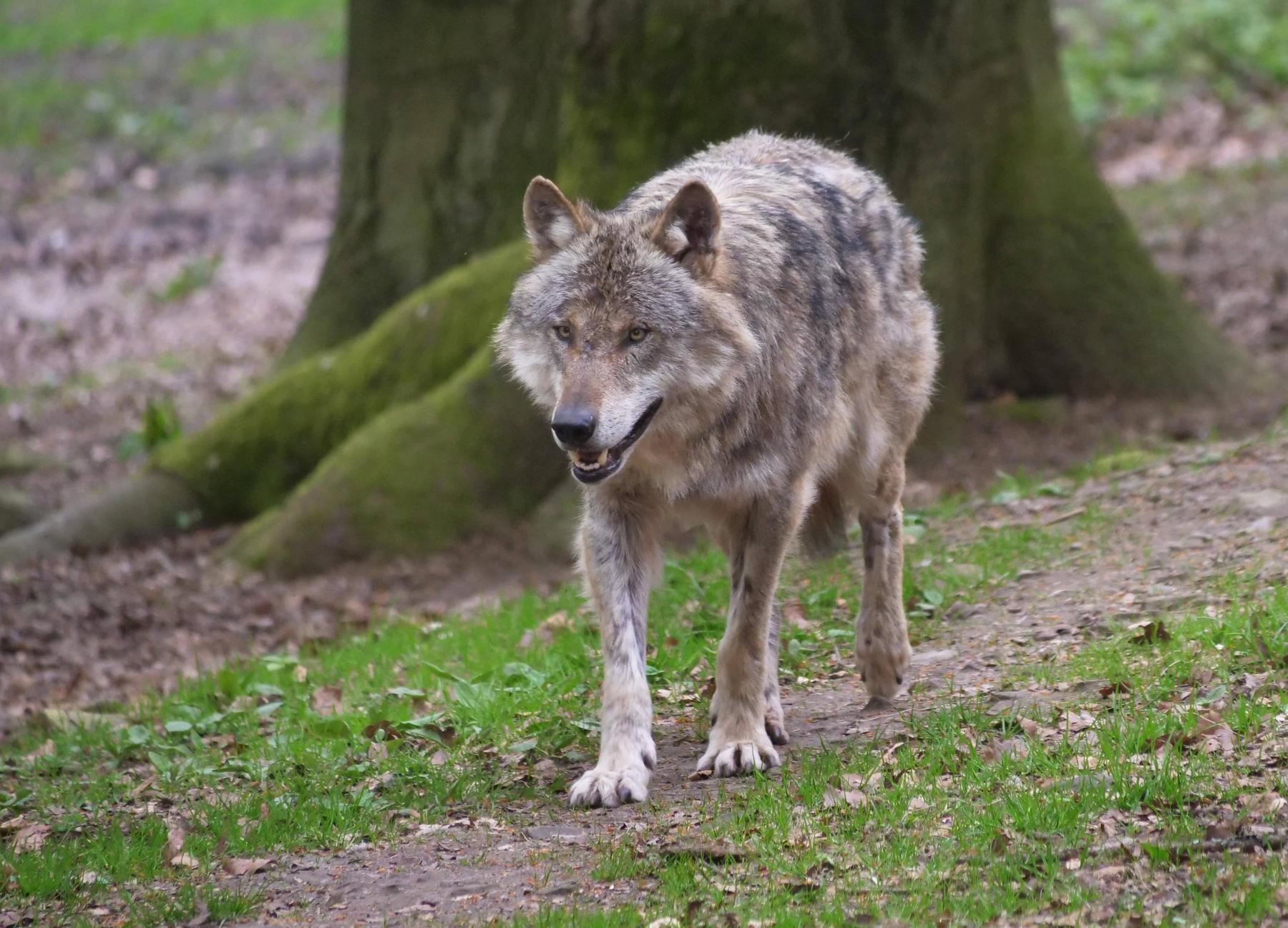 Lower Austria greenlights shooting wolves