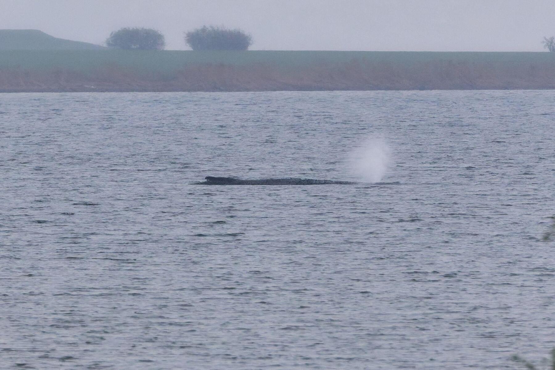 Gestrandeter Wal Timmy atmet schwächer