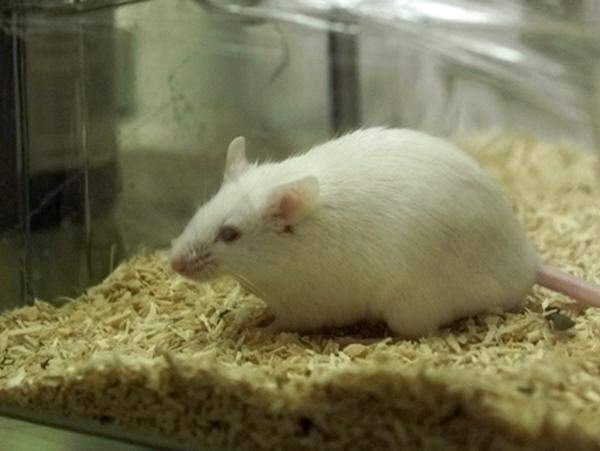 Auf einer Packung Rattengift warnt der Hersteller: "Wir haben festgestellt, dass dieses Produkt Krebs bei Labormäusen verursacht hat".  Das stellt sich die Frage: War das als Warnung oder Werbung gedacht?