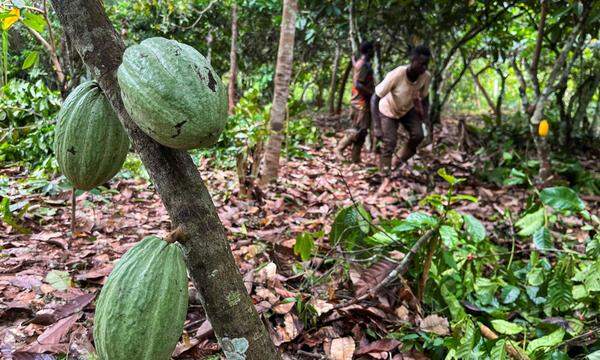 Auf vielen Kakao-Plantagen in Afrika gehört es zum Alltag, dass Kinder mitarbeiten.