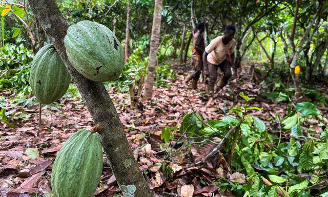 Auf vielen Kakaoplantagen in Afrika gehört es zum Alltag, dass Kinder mitarbeiten.
