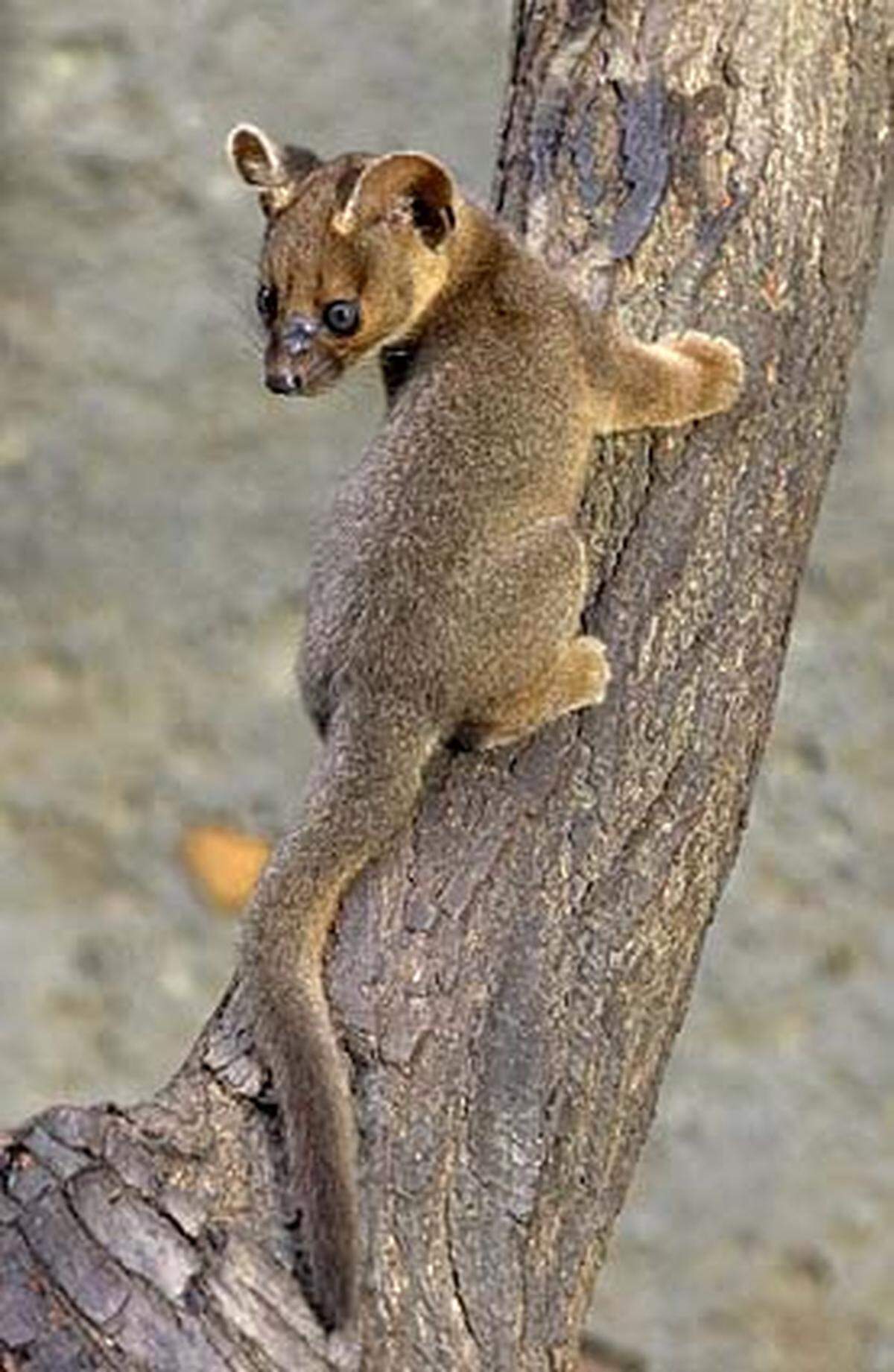 Was wie eine Mischung aus Eichhörnchen und Puma aussieht, ist die Raubkatze Fossa. Auf der abgeschiedenen Insel Madagaskar sind die Frettkatzen mit 80 Zentimeter Kopfrumpflänge schon die Spitze der Nahrungspyramide. Die Konkurrenz hat sich nach dem Auftritt der Tiere im Film "Madagaskar" wohl zu Tode gelacht.