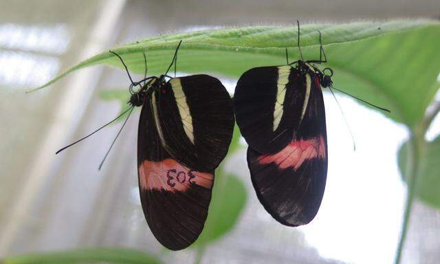 Hier beim Akt: Schmetterlinge der Art Heliconius melpomene - die Zahl auf dem Flügel stammt von einem Forscher.