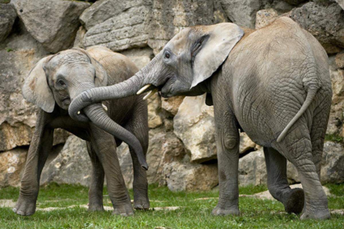 Die 17 Jahre alte Elefantenkuh ist im Dezember des vergangenen Jahres bereits trächtig vom Zoo Wuppertal nach Wien übersiedelt. In Wuppertal lebt auch der Vater des Elefantenbabys, der 18 Jahre alte Bulle "Tusker".