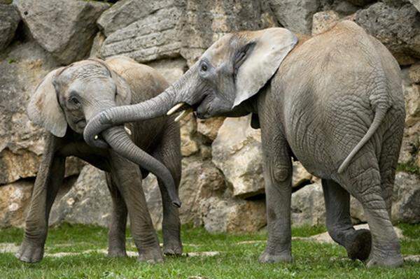 Die 17 Jahre alte Elefantenkuh ist im Dezember des vergangenen Jahres bereits trächtig vom Zoo Wuppertal nach Wien übersiedelt. In Wuppertal lebt auch der Vater des Elefantenbabys, der 18 Jahre alte Bulle "Tusker".