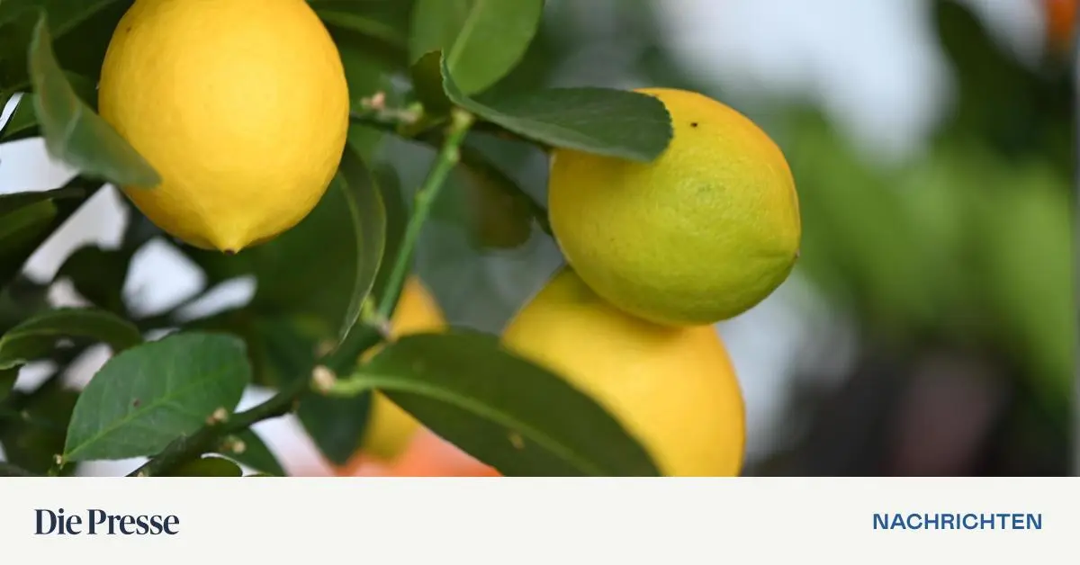 Meyer-Zitrone-Die-geheime-beste-Zitrone-der-Welt-premium-