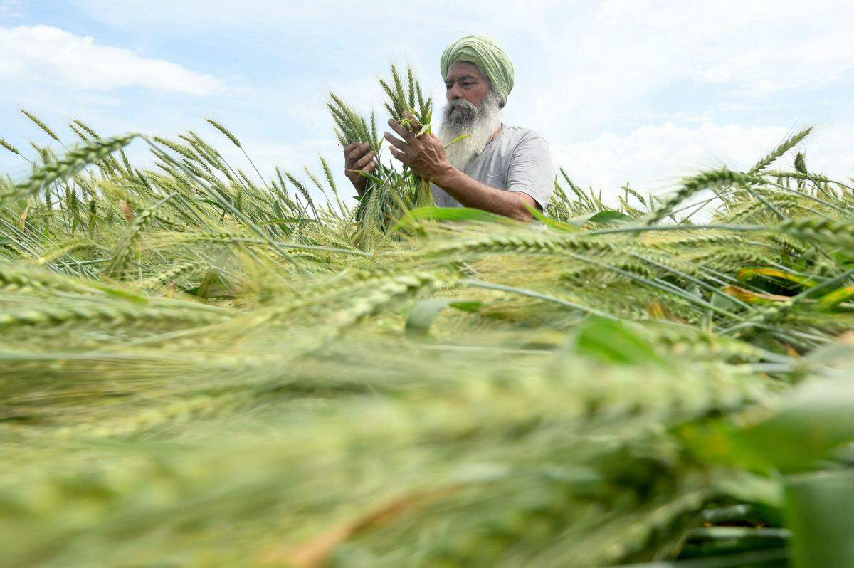30. März. Ein Landwirt betrachtet die nach heftigem Regen und starkem Wind plattgedrückten Weizenpflanzen auf einem Feld in Indien.