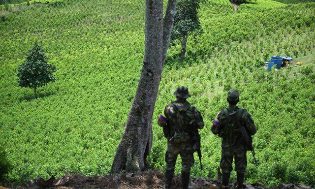 Dissidente Mitglieder der kolumbianischen FARC-Guerilla am 24. März vor einem Feld mit Koka-Pflanzen. Mit der Herstellung von Kokain finanzieren sie ihren Kampf gegen die Regierung.