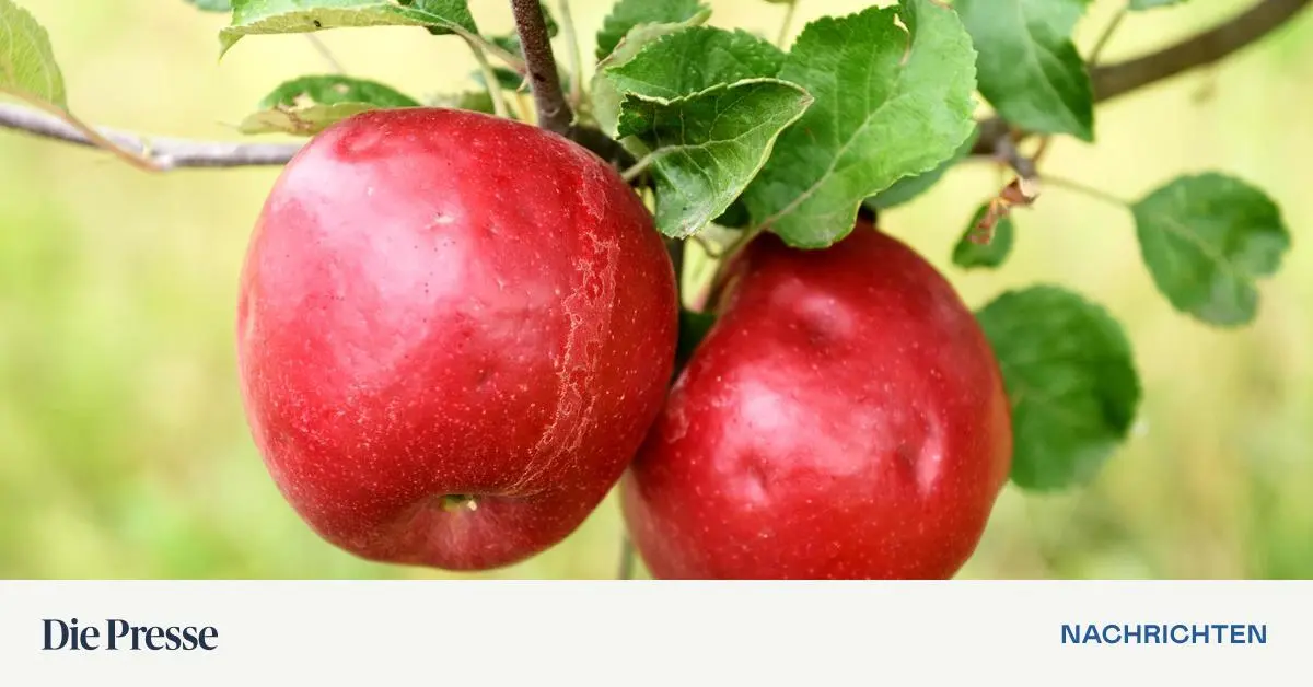 Studie enthüllt: Äpfel, Beeren & Tee könnten chronische Krankheiten effektiv verhindern – Ihr Schlüssel zu mehr Gesundheit!