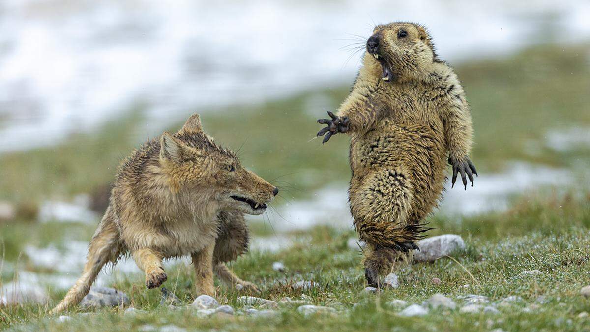 "The moment - der chinese Yongqing Bao hat wahrhaftig im perfekten Moment abgedrückt. Dass ein Murmeltier einen tibetischen Fuchs aufscheucht kommt wohl nicht jeden Tag vor.