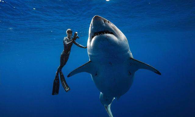 Der weibliche weiße Hai war womöglich Schwanger