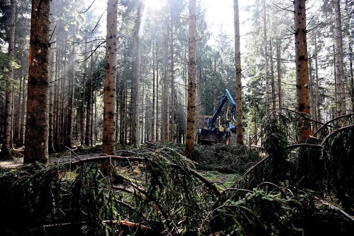 A harvester in a forest near Elsbethen (Salzburg). 