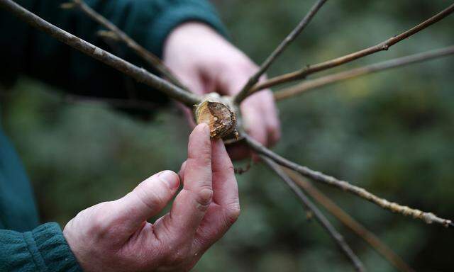 Diese Esche in England ist einem Pilz zum Opfer gefallen, andere in den USA werden von Insekten dezimiert.  
