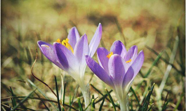 Selbst der Krokus kann gegen den Nussbaum nicht bestehen.