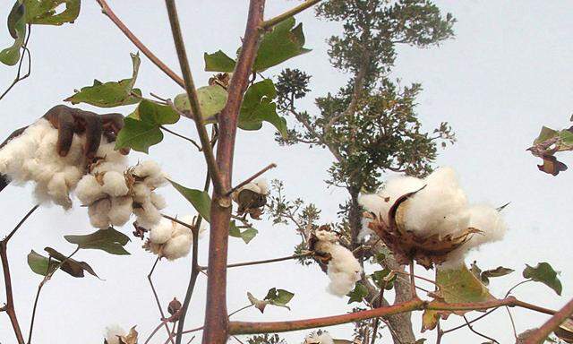 Zertifikate für Bio-Baumwolle sind anfällig für Betrug. 