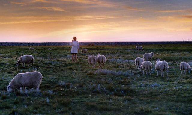 Gudrun Matthiesen auf der Hallig Süderoog im nordfriesischen Wattenmeer. Bei Sonnenuntergang zählte sie die Schafe, bevor es dann zurück zum Hof ging. 