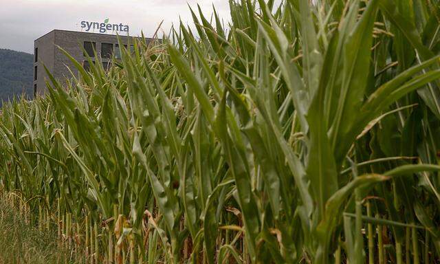 Corn grows on a field in front of a plant of Swiss agrochemicals maker Syngenta in the nortern Swiss town of Stein