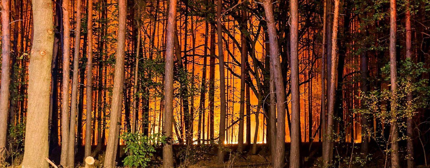  In einem Naturschutzgebiet in Brandenburg wurde Jonathan Franzen im August 2018 Augenzeuge eines Waldbrandes.
