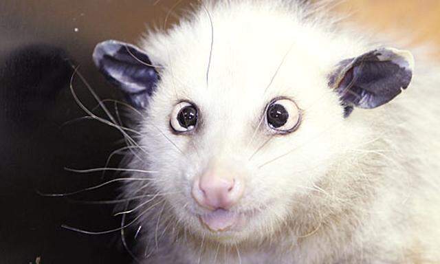 Schielendes Opossum Heidi soll