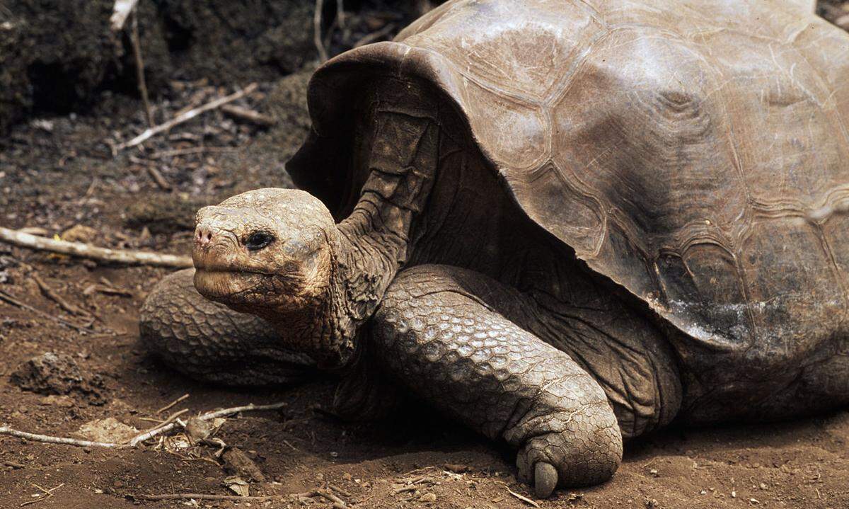 ... und vielen Land- und Wasserschildkrötenarten auf. Von der Yangtze-Riesenweichschildkröte existieren beispielsweise nur noch drei Vertreter. im Bild: Eine Galapagos-Riesenschildkröte.
