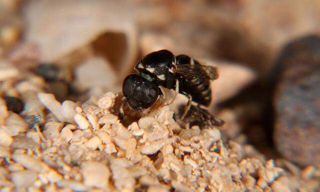 Die Quartinia-Wespe lebt in Wüsten und an Küsten.