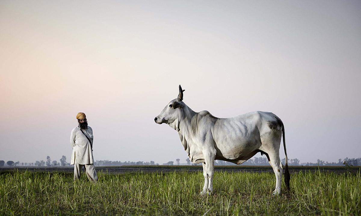In kaum einem anderen Land werden Kühe so verehrt wie in Indien: Sie gelten dort als Gottheiten. Die Harianas werden in dem südasiatischen Land nicht nur für die Milchproduktion gehalten. Der Urin der Rinderrasse soll Wunder wirken - destilliert als ayurvedisches Heilmittel.