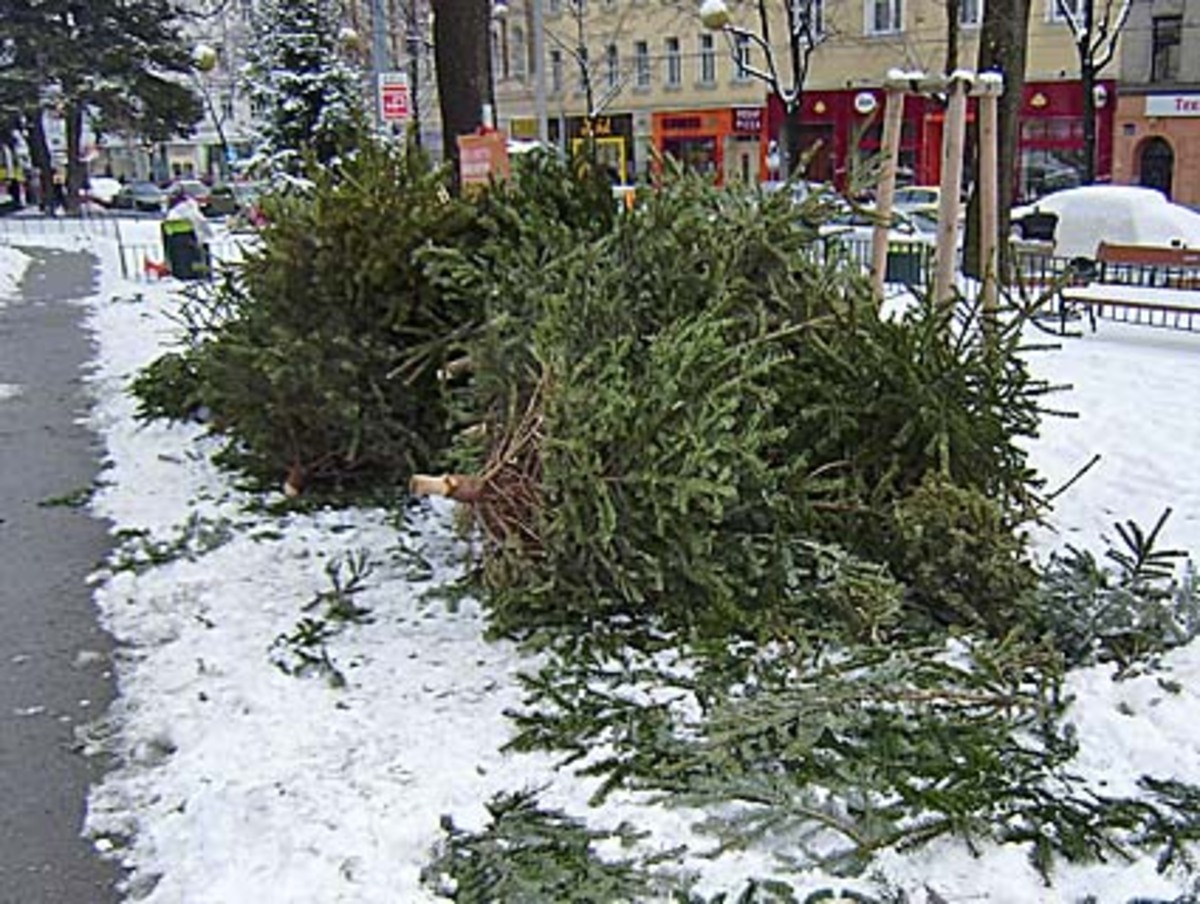 Nur das Grün der ausrangierten Christbäume stach aus dem Einheitsweiß hervor.