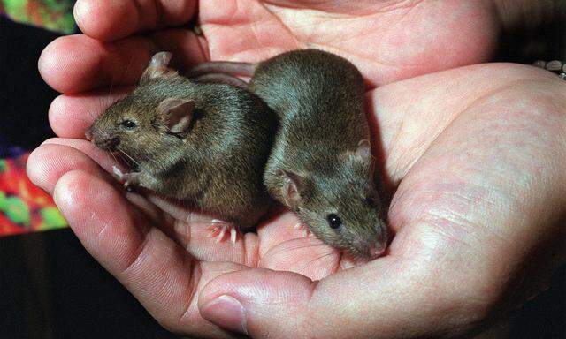 Vollnarkose wirkt "dramatisch" auf Gehirn von Mäusen.
