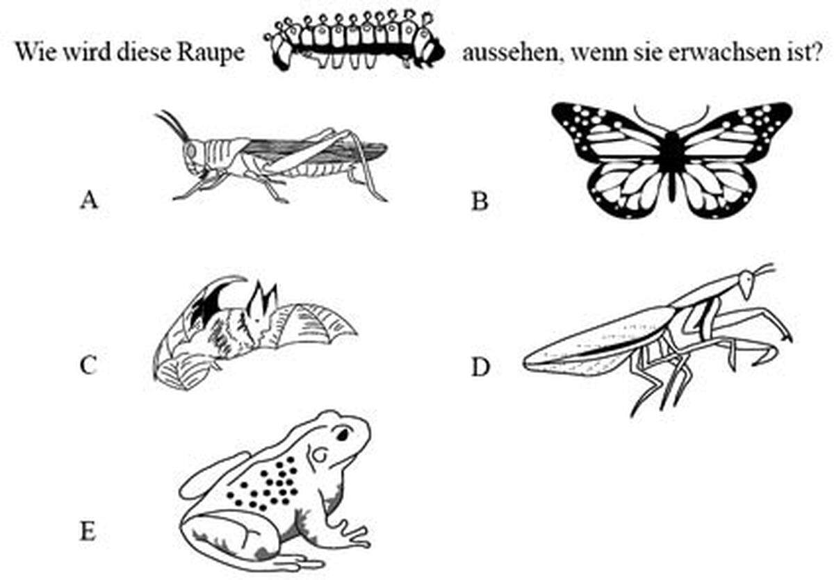 4. Wie wird diese Raupe aussehen, wenn sie erwachsen ist?