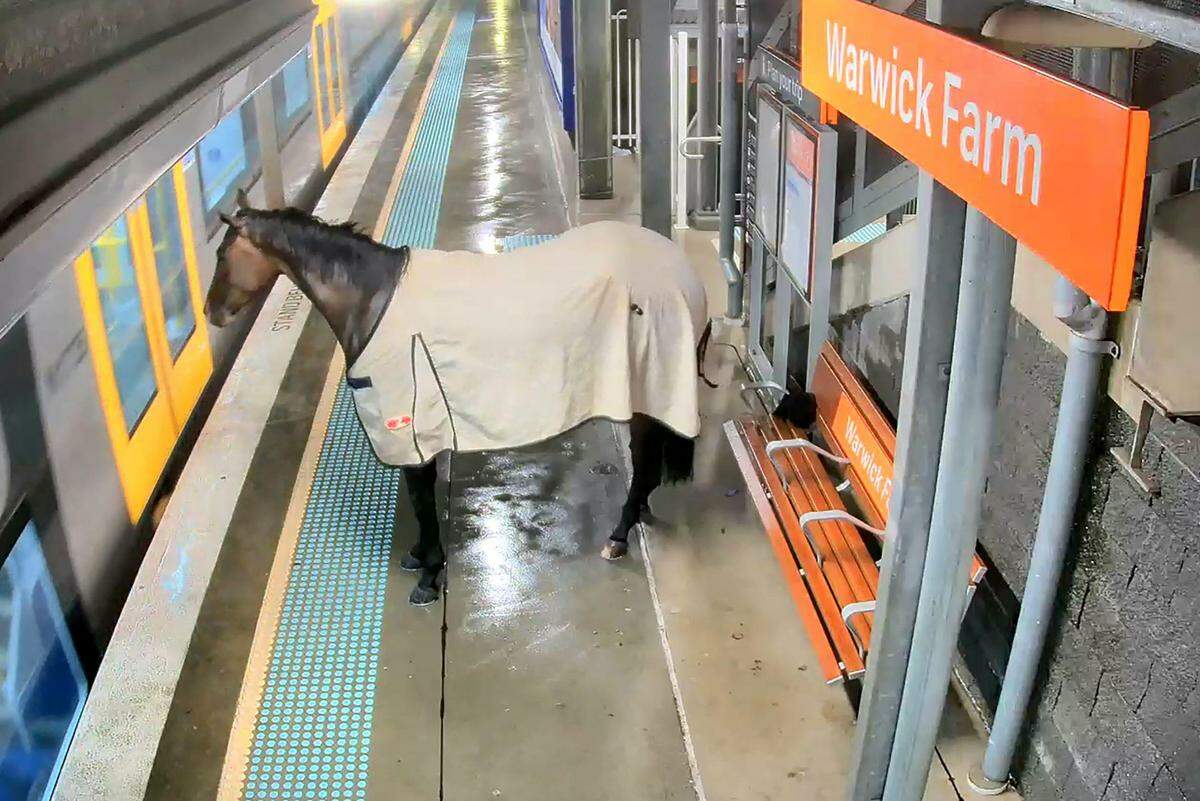 11. April. Ein Rennpferd entwischte am Stadtrand von Sydney und flüchtete sich in eine U-Bahn-Station. 